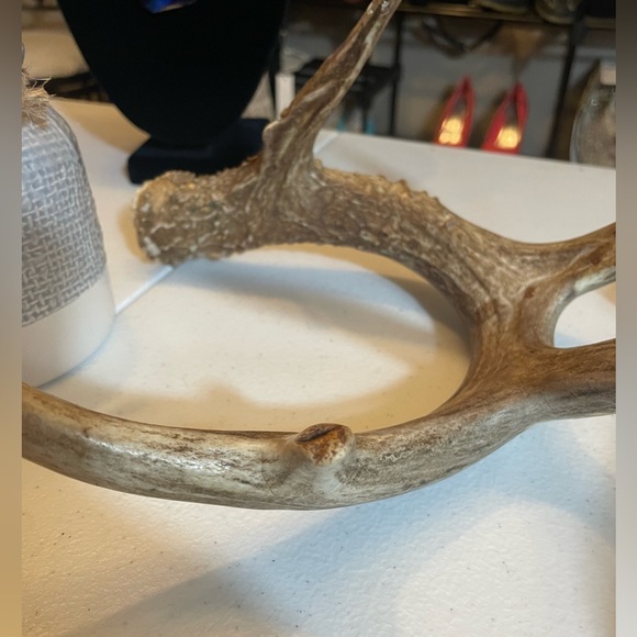 🦌 5+ Point Matchin White Tail Antlers, one tine is broken - Picture 6 of 6